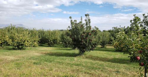 A lush apple orchard with trees bearing red apples under a partly cloudy sky. Green grass covers the ground.