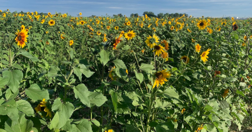 A vibrant field of sunflowers under a clear blue sky, stretching towards the horizon.