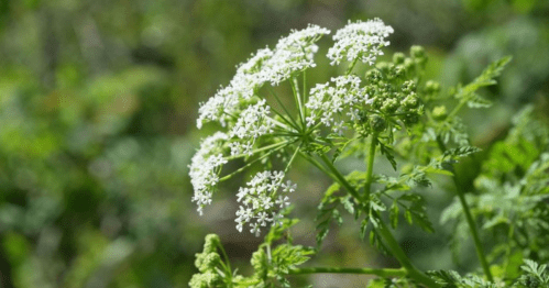 A cluster of small white flowers on a green plant, surrounded by blurred greenery in the background.