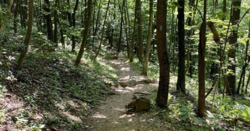 A winding dirt path through a lush green forest, surrounded by tall trees and dappled sunlight.