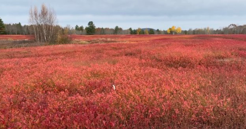 A vibrant landscape of red foliage stretches across a field under a cloudy sky, with trees in the background.