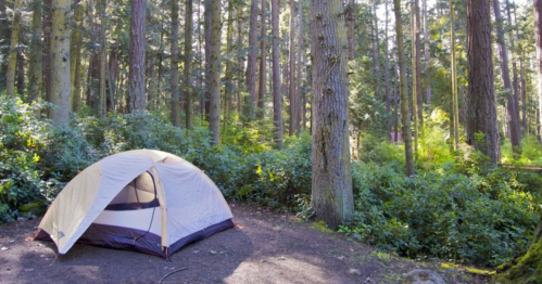 A tent set up in a lush green forest surrounded by tall trees and underbrush. Sunlight filters through the leaves.