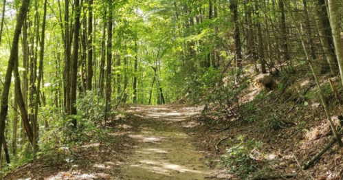 A serene forest path surrounded by lush green trees and dappled sunlight filtering through the leaves.