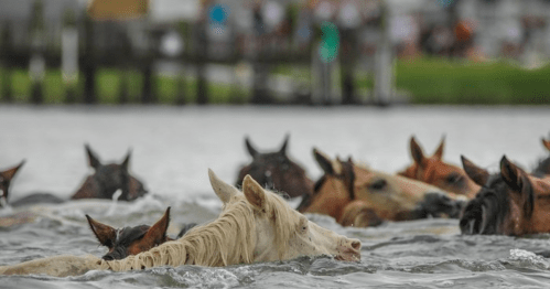 A group of horses swimming in a body of water, with a focus on a white horse in the foreground.