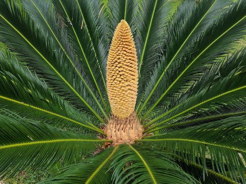 A close-up of a cycad plant with a tall, yellow cone surrounded by lush green fronds.