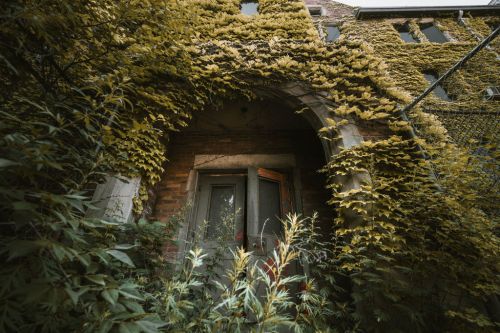 An overgrown entrance to a brick building, covered in yellow-green ivy and surrounded by tall grass and plants.