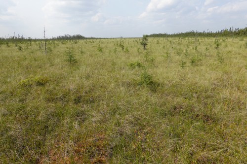 A vast, open landscape with sparse grass and small trees under a cloudy sky.