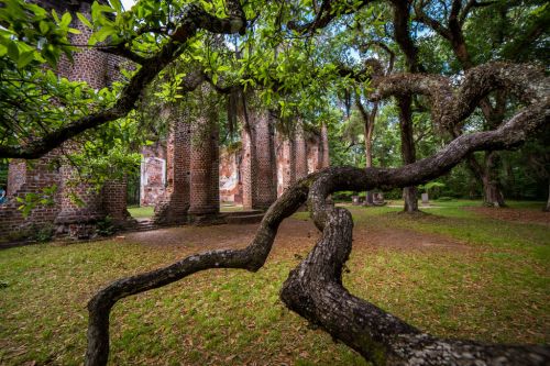 Ancient brick ruins surrounded by lush greenery and twisted tree branches under a blue sky.