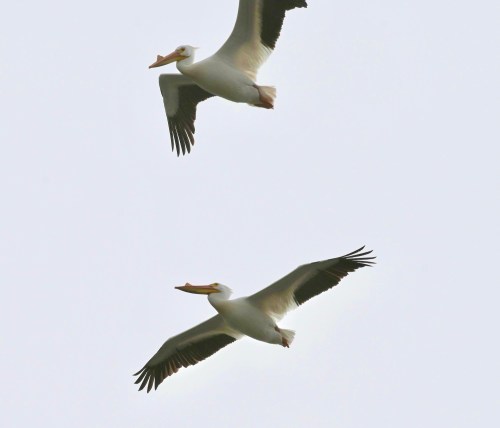 Two white pelicans flying against a light gray sky.