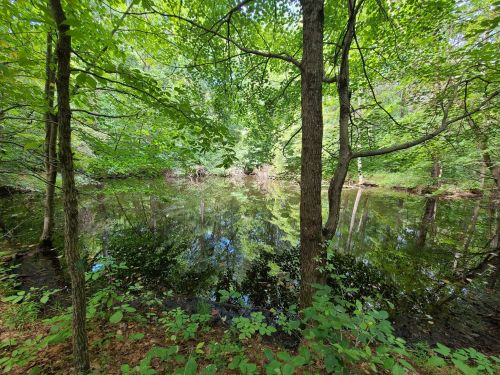 A serene forest scene with trees surrounding a calm, reflective pond, lush greenery, and dappled sunlight.