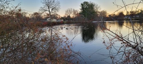 A serene lake scene at sunset, with ducks swimming among bare trees and shrubs along the water's edge.
