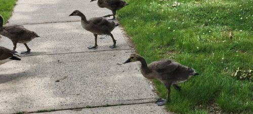 A group of young ducks walking along a concrete path beside green grass.