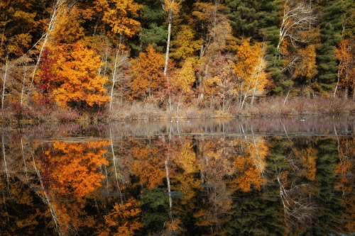 Autumn trees with vibrant orange and yellow leaves reflected in a calm lake surrounded by green pines.