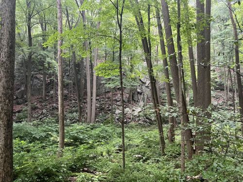 Lush green forest with tall trees and rocky terrain in the background, creating a serene natural landscape.