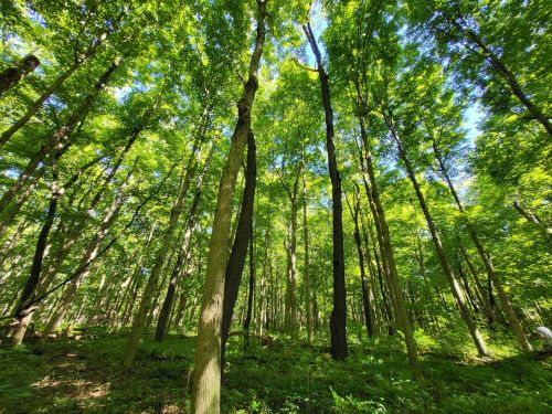 Lush green forest with tall trees reaching towards a bright blue sky, creating a serene and vibrant atmosphere.