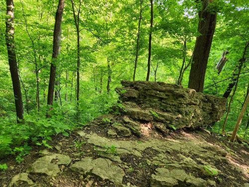A rocky outcrop surrounded by lush green trees in a dense forest. Sunlight filters through the foliage.