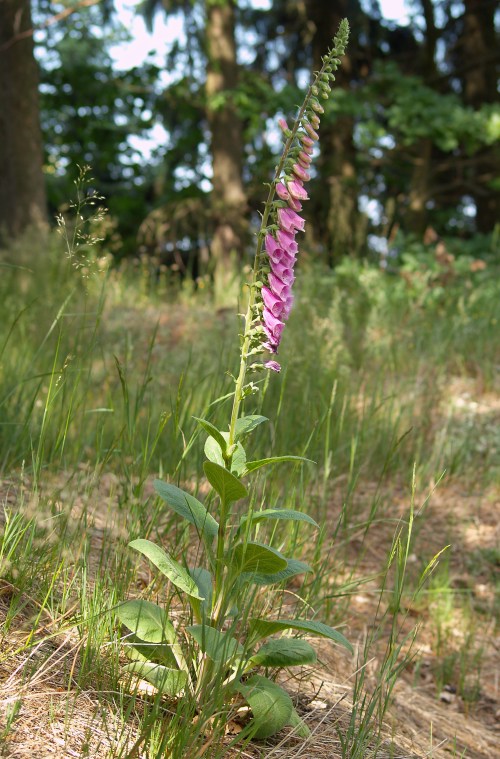 A tall foxglove plant with pink flowers stands amidst green grass and trees in a natural setting.