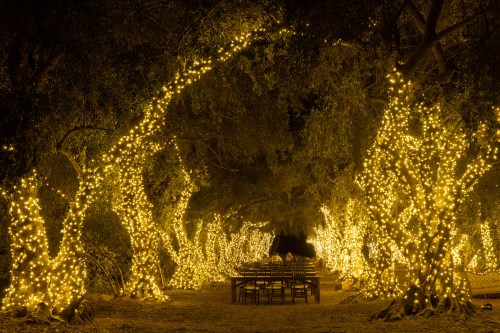 A beautifully lit pathway lined with trees adorned with warm yellow lights, leading to a dining setup in a serene setting.