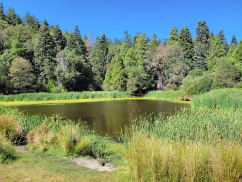 A serene pond surrounded by lush greenery and tall grasses under a clear blue sky.