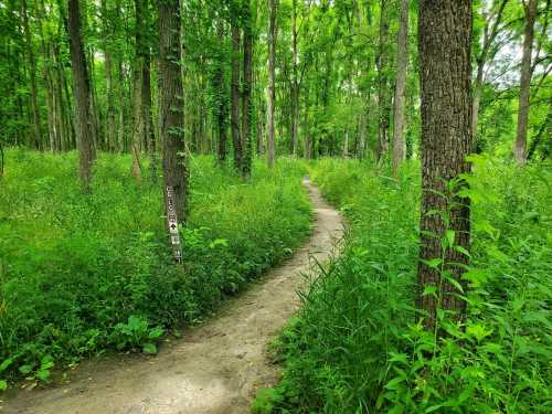 A winding dirt path through a lush green forest, surrounded by tall trees and dense vegetation.