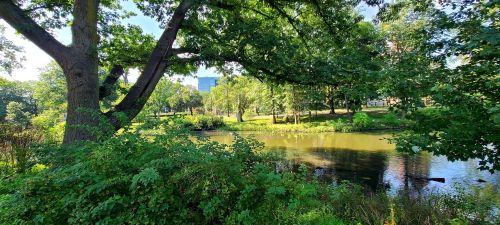 A serene park scene featuring a pond surrounded by lush greenery and trees, with a building visible in the background.