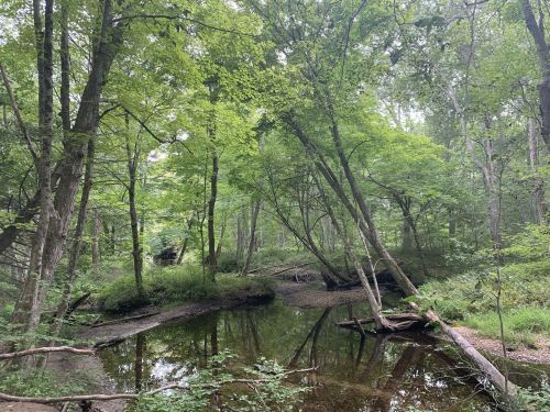 A serene forest scene with lush green trees surrounding a calm, reflective stream.