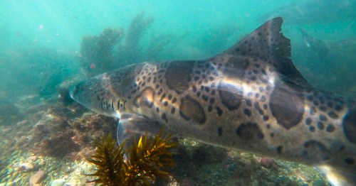 A leopard shark swimming near the ocean floor, surrounded by seaweed and rocky underwater terrain.