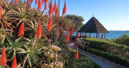 A scenic view of vibrant red flowers along a pathway leading to a gazebo by the ocean.