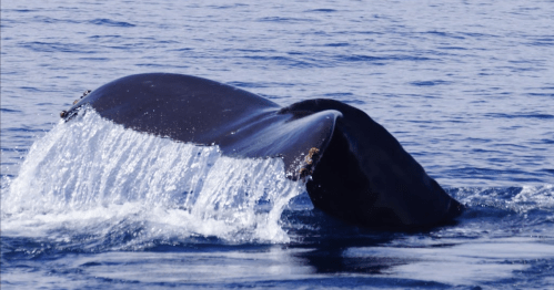A whale's tail emerges from the water, creating a splash against the blue ocean surface.