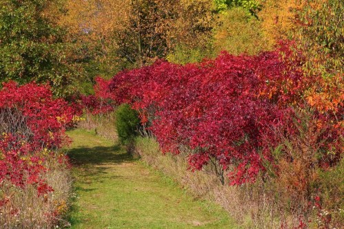 A vibrant path lined with red and orange foliage, surrounded by lush greenery in a colorful autumn landscape.