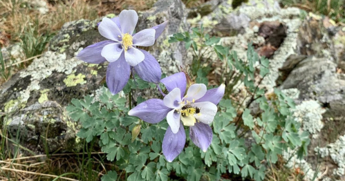 Two purple and white columbine flowers bloom among green foliage and rocky terrain.