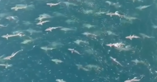 Aerial view of numerous sharks swimming in clear blue water.