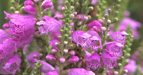 Close-up of vibrant pink flowers with intricate patterns, surrounded by green buds and foliage.