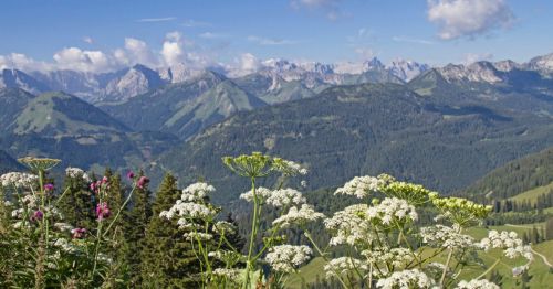 A scenic mountain landscape with vibrant wildflowers in the foreground and majestic peaks in the background.