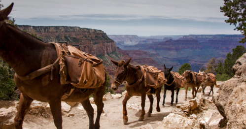 A line of pack mules with saddlebags walking along a trail at the Grand Canyon, with scenic cliffs in the background.