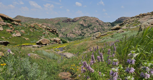 A scenic landscape featuring rolling hills, rocky formations, and vibrant wildflowers under a clear blue sky.
