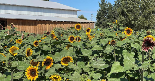 A field of vibrant sunflowers in front of a wooden barn under a clear blue sky.