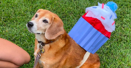 A beagle wearing a cupcake costume sits on grass, looking curiously at the camera.