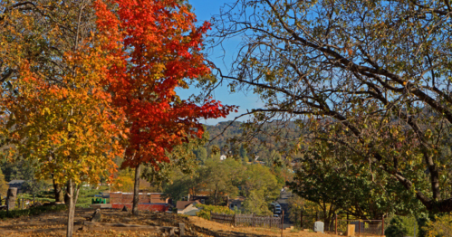 A vibrant red tree stands among bare branches, with a scenic view of a town and hills in the background under a clear blue sky.