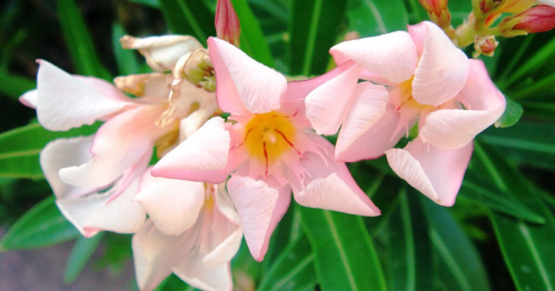 Close-up of delicate pink flowers with yellow centers, surrounded by green leaves.