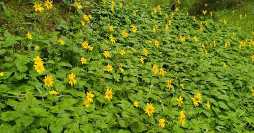 A lush green area covered with vibrant yellow flowers, creating a bright and cheerful landscape.