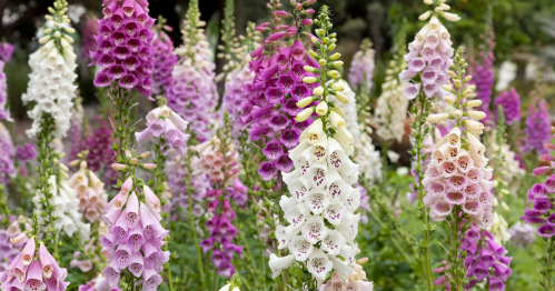 A vibrant garden filled with blooming foxglove flowers in shades of purple, pink, and white.