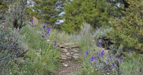 A winding dirt path surrounded by green grass and purple wildflowers, leading through a serene natural landscape.
