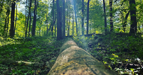 A sunlit forest scene with a fallen log in the foreground, surrounded by lush greenery and tall trees.