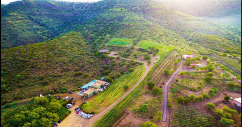 Aerial view of lush green vineyards and rolling hills, with a small building and parked cars along a winding dirt road.