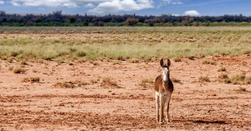 A lone horse stands on a dry, sandy landscape with sparse grass and distant clouds in the background.