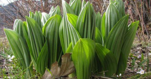 A cluster of vibrant green leaves with prominent stripes, growing in a natural setting among grass and fallen leaves.