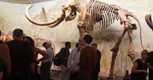 A crowd of people gathers around a large elephant skeleton in a museum exhibit.