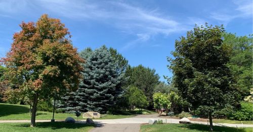 A serene park scene featuring green trees, a clear blue sky, and a winding path through the landscape.