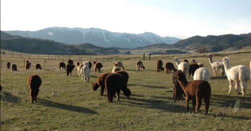 A herd of alpacas grazing in a grassy field with mountains in the background under a clear sky.